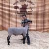 kyleolsen19